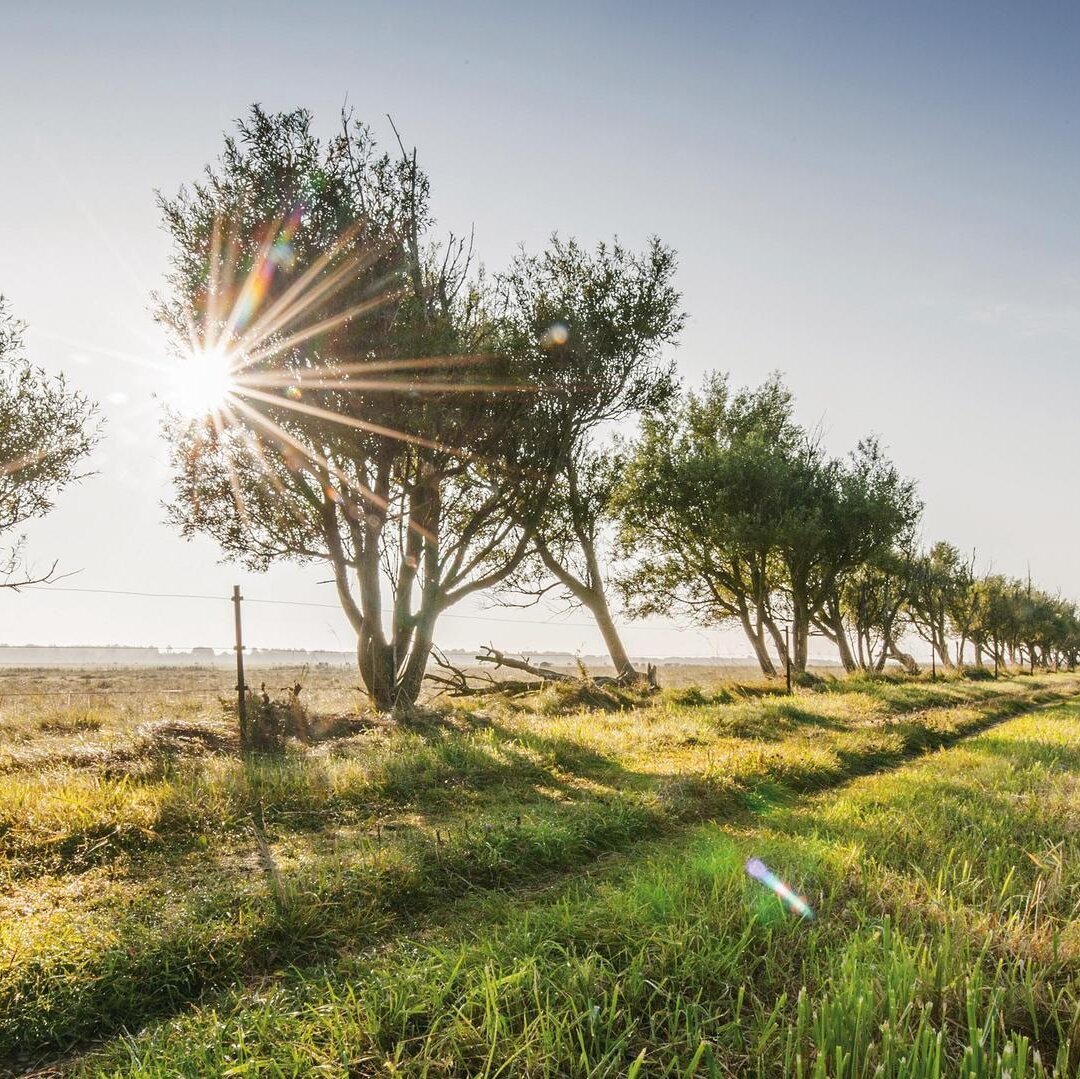 Bäume in der Sonne im Katinger Watt