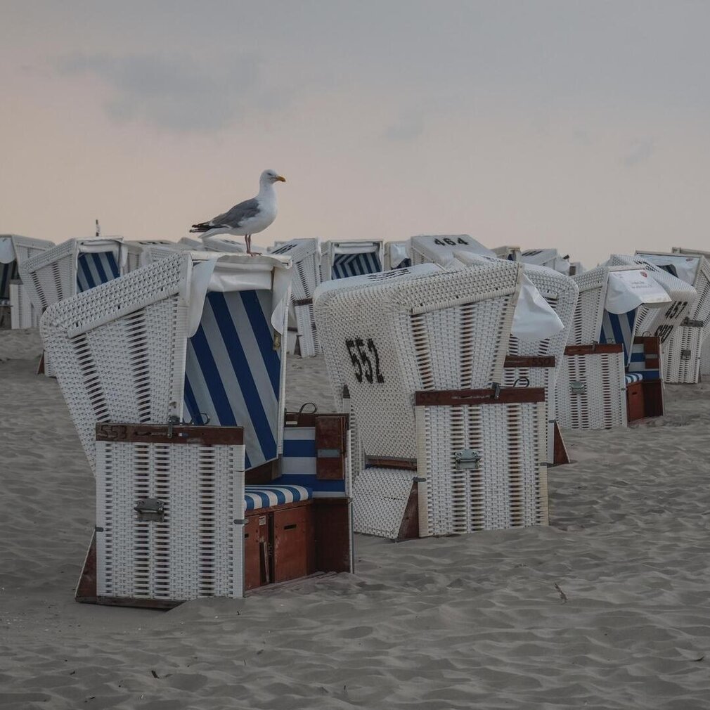 Eine Silbermöwe sitzt auf einem Strandkorb