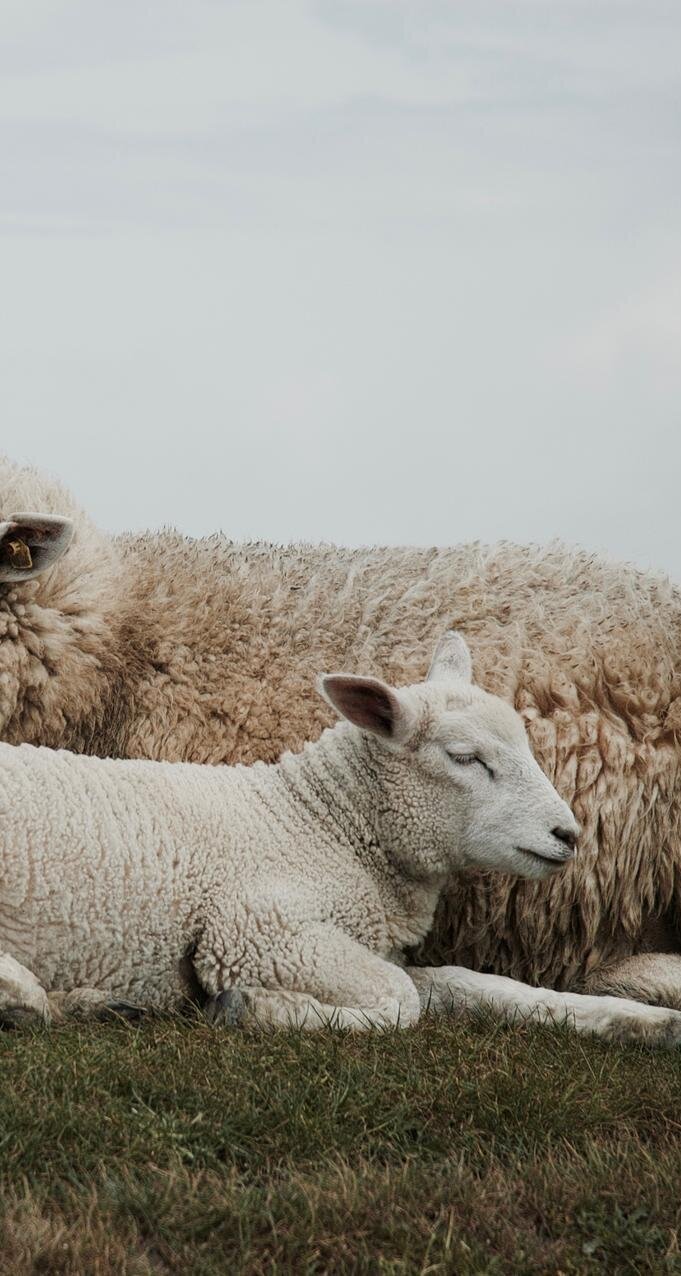 Lamm kuschelt sich bei seiner Mutter an
