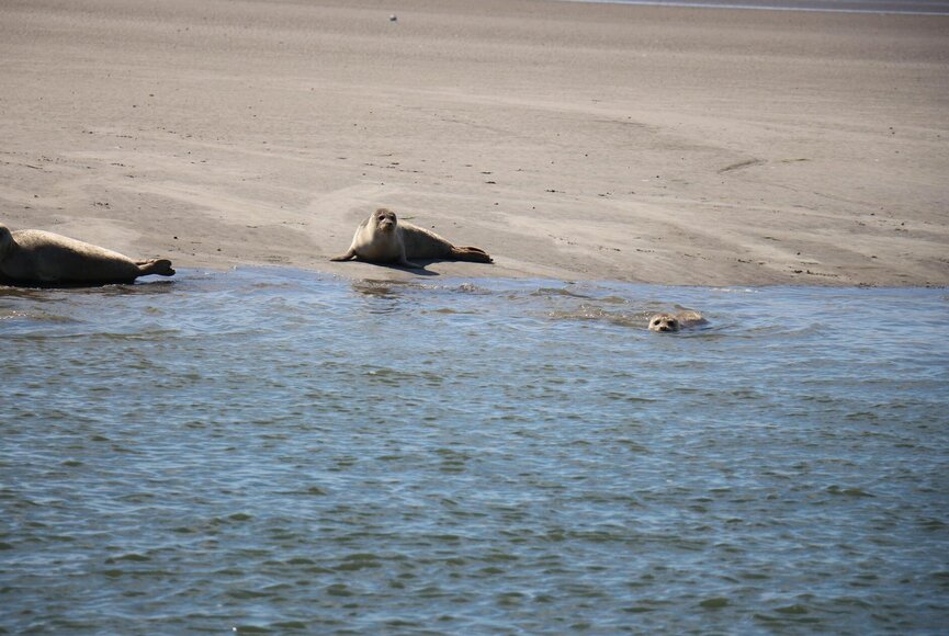 Seehunde liegen auf einer Sandbank