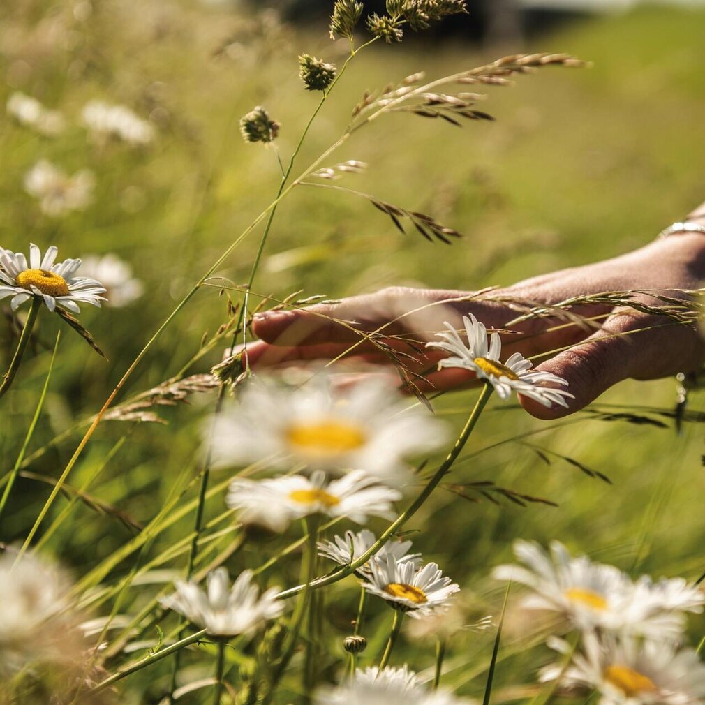 Blumen und Gräser