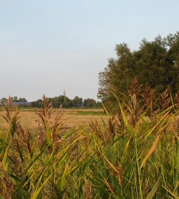 Blick durch Gräser auf die Kirche aus Kotzenbüll