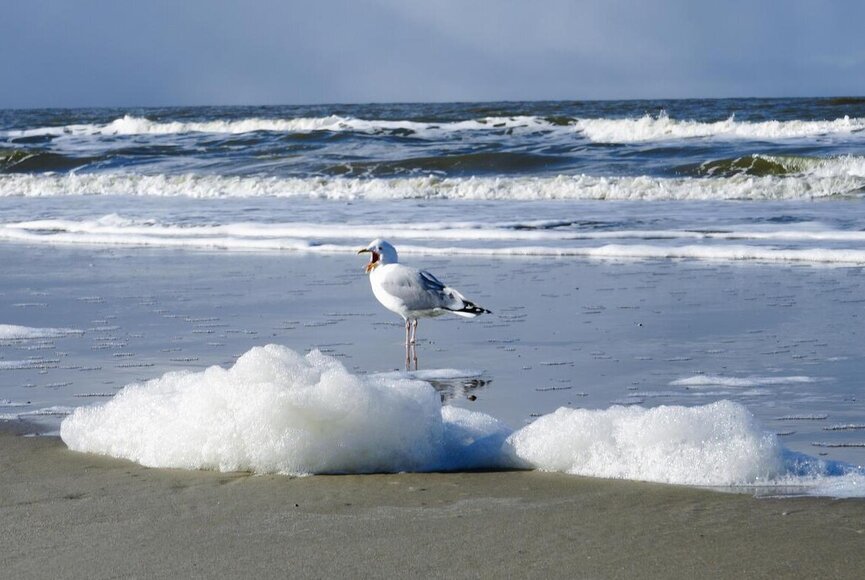 Möwe in der Gischt