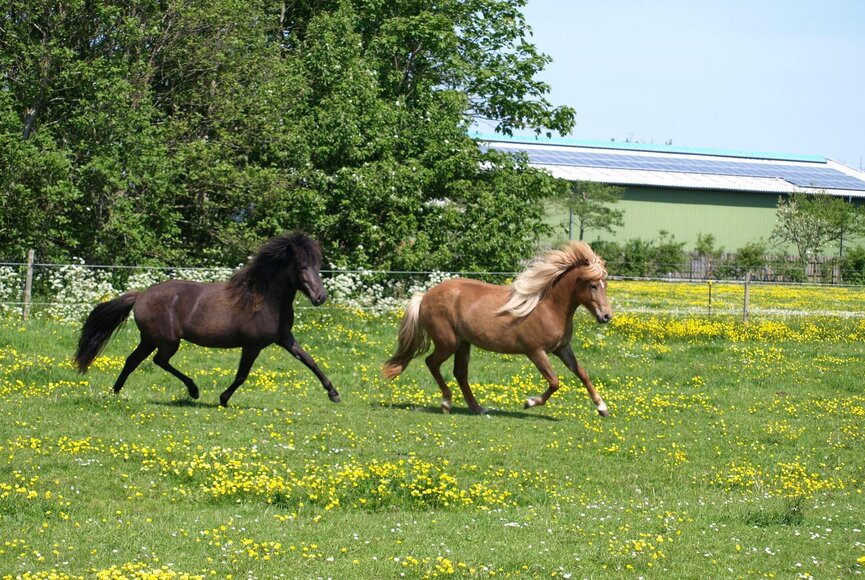 Pferde rennen auf der Koppel