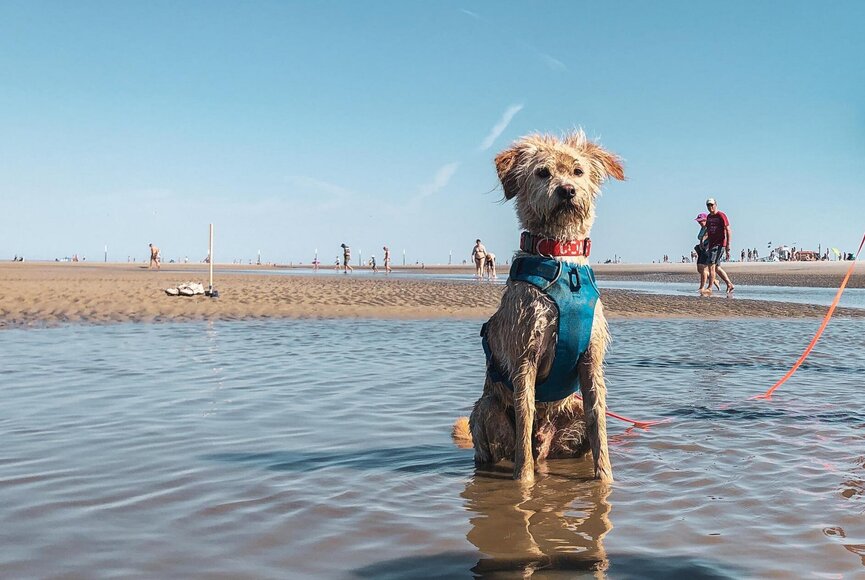 Hund sitzend am Strand
