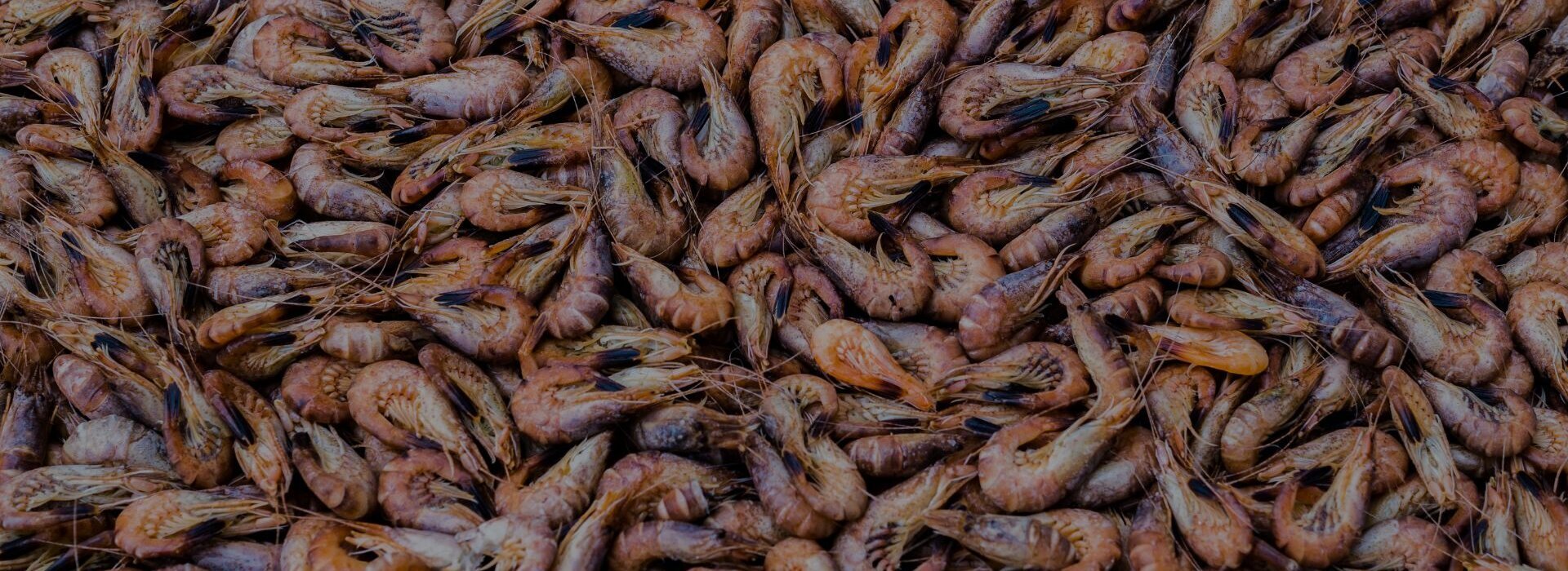 frische Krabben