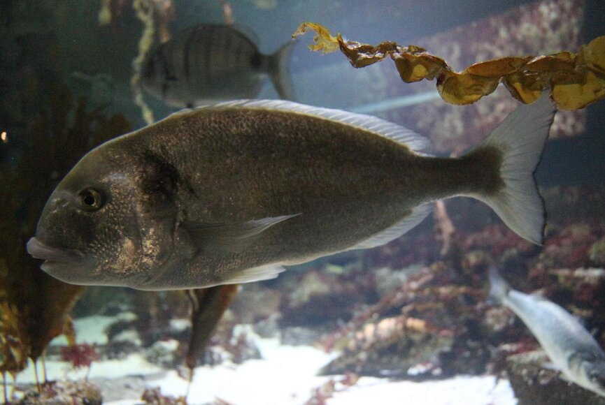 Fische im Aquarium