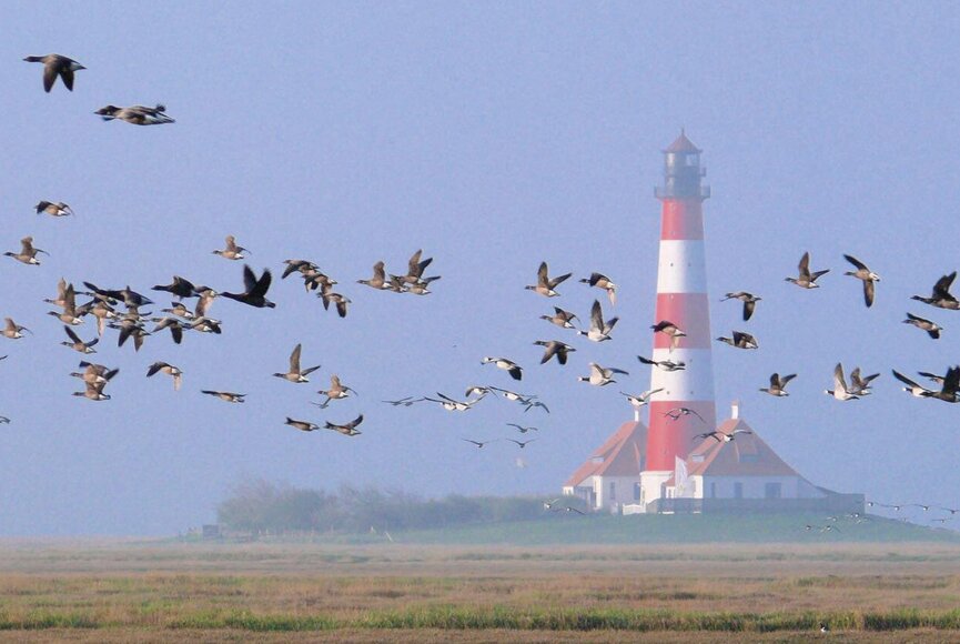 Westerhever Leuchtturm mit einem Schwarm Vögeln