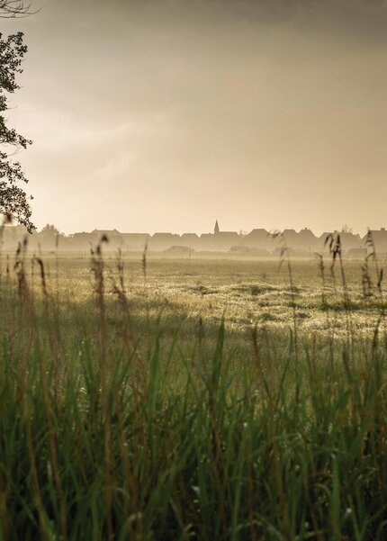 weiter grüne Wiese mit Bäumen im Hintergrund und leichtem Nebel