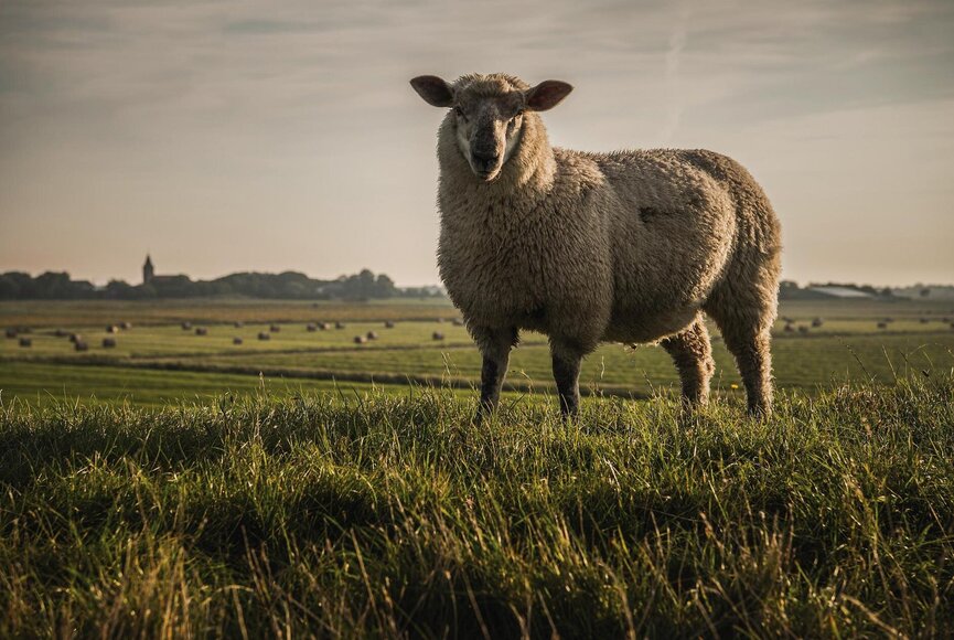 Schaf am Deich blickt in die Kamera