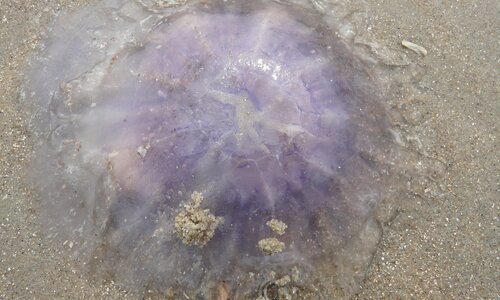 Foto einer lila farbenen Qualle am Strand