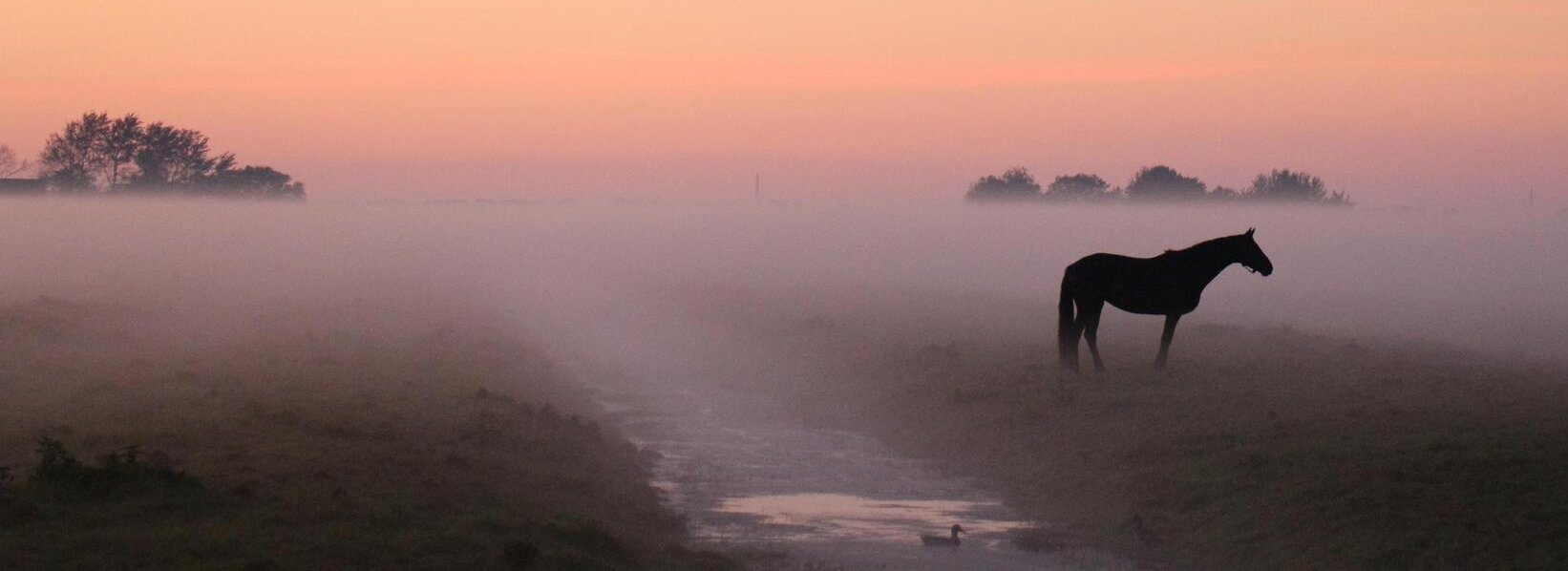Pferd im Morgennebel und Sonnenaufgang