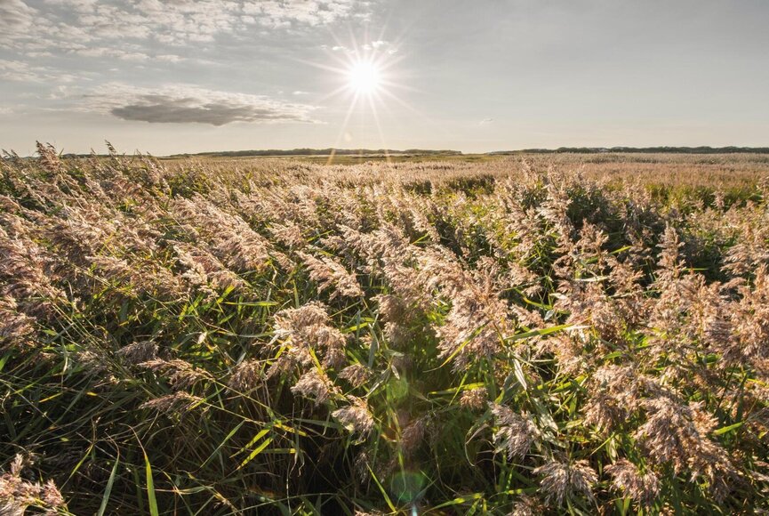 Schilf im Wind bei untergehender Sonne