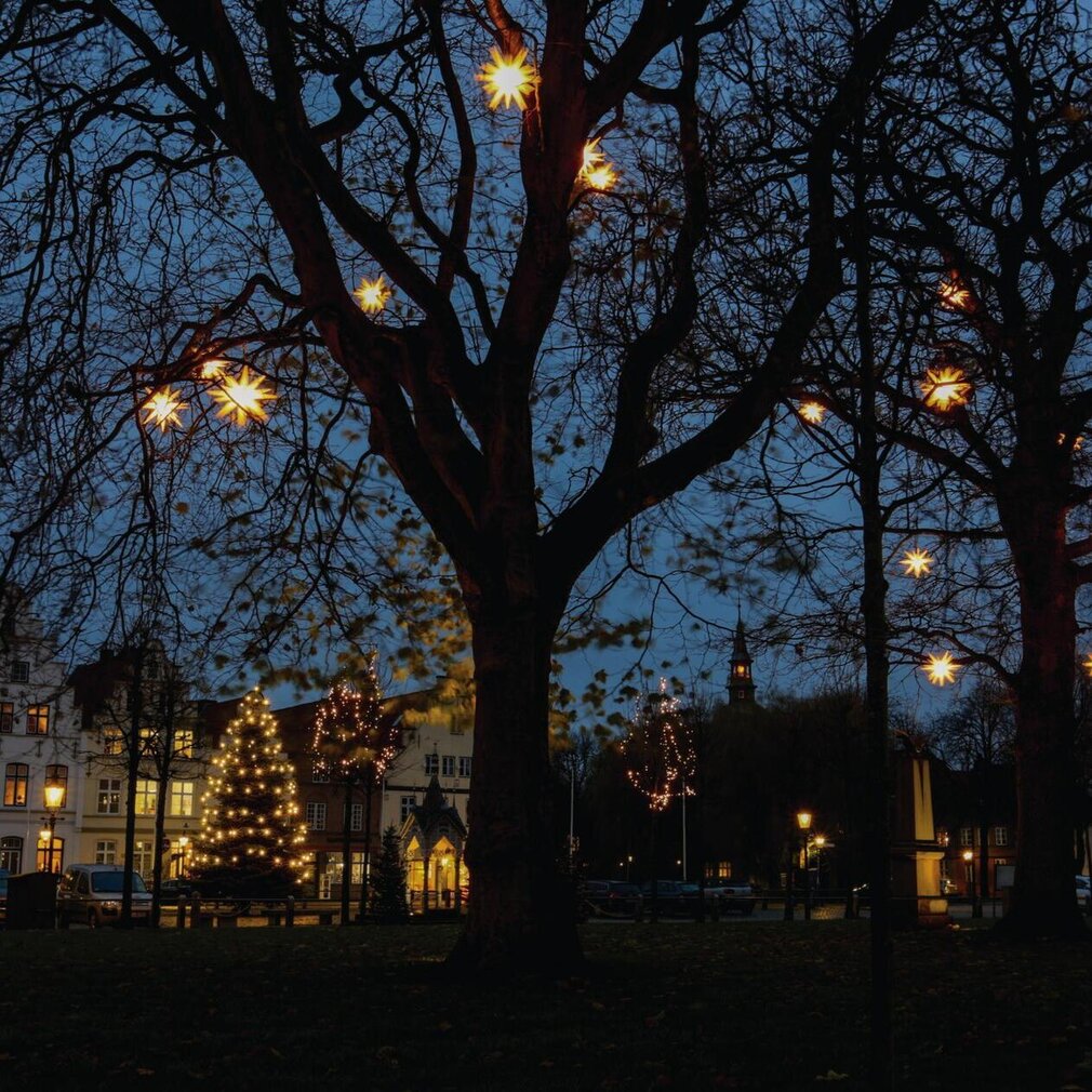 Weihnachtssterne in den Ästen