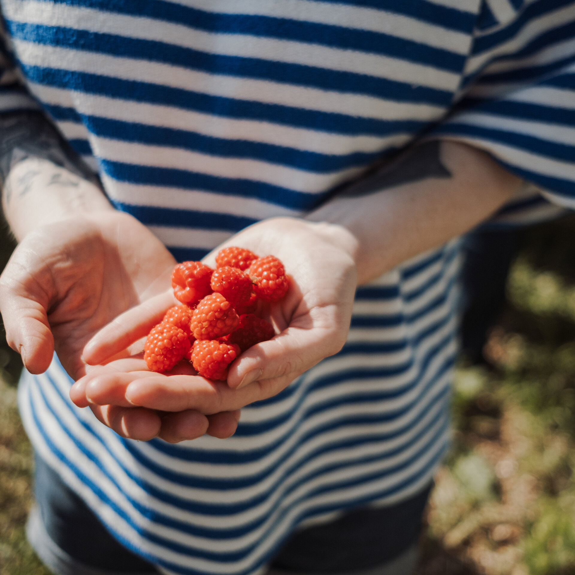 Nahaufnahme von Himbeeren in der Hand
